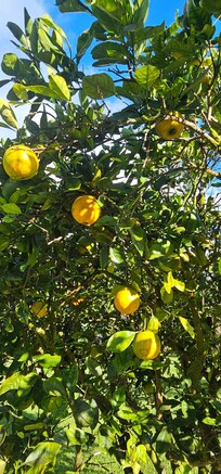 Orange tree in the backyard