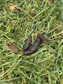 poop everywhere from their love of brining dogs to a hotel