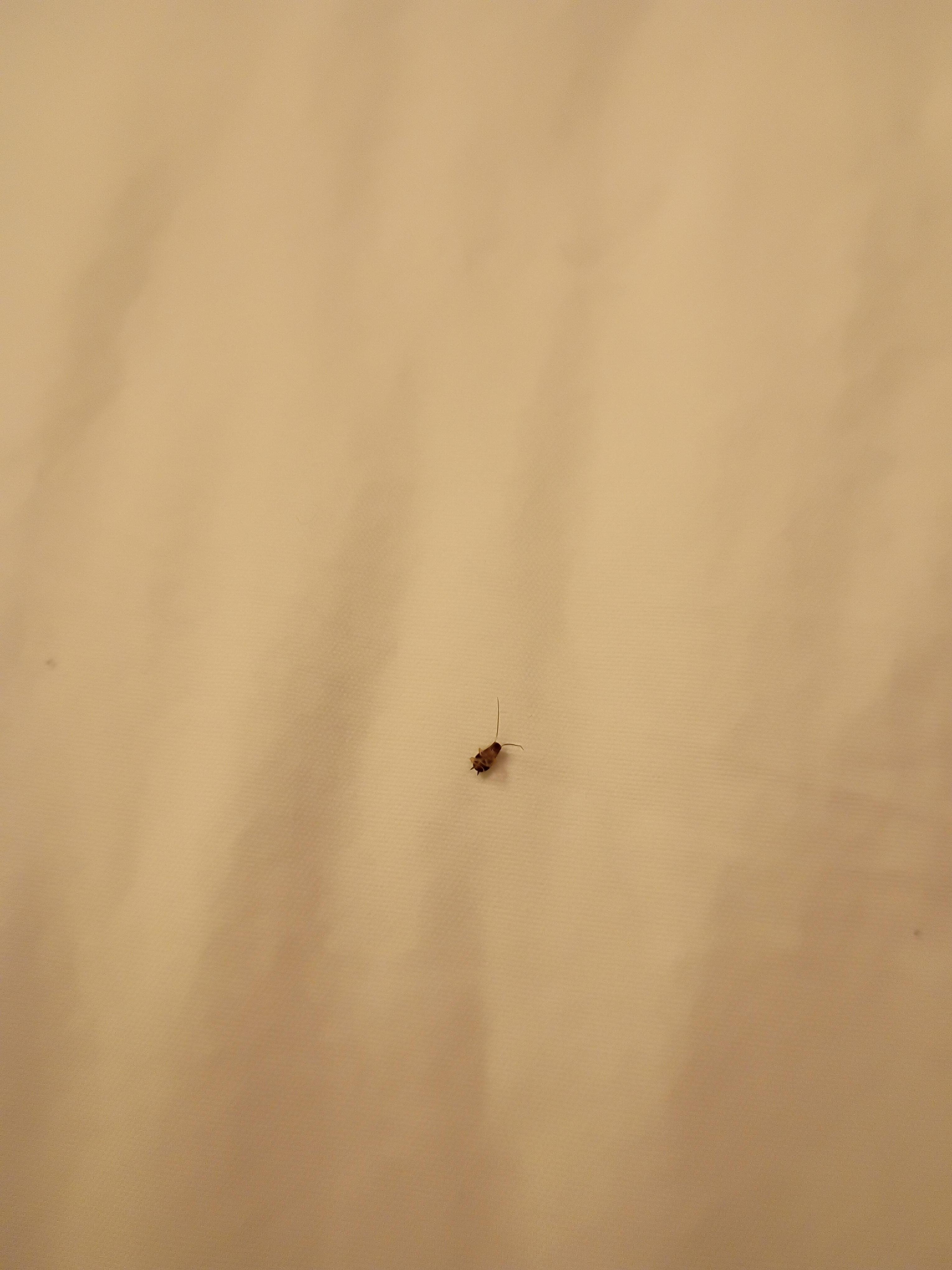 Close up of mystery bug