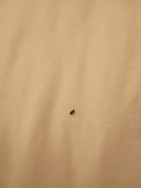 Close up of mystery bug