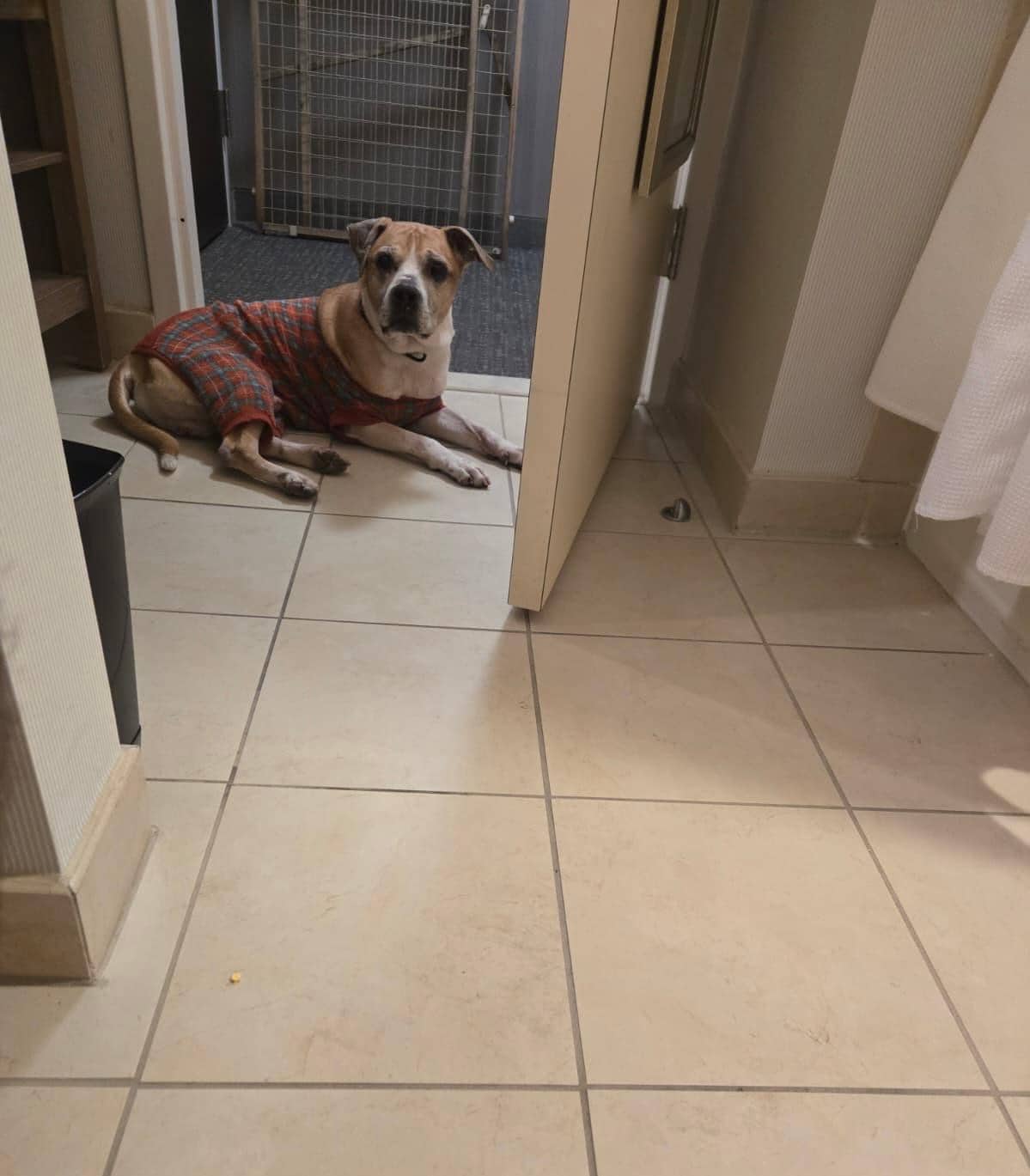 I was glad that the hotel was pet friendly 