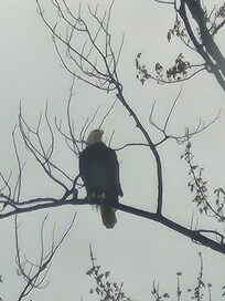 Bald Eagle by the fire pit