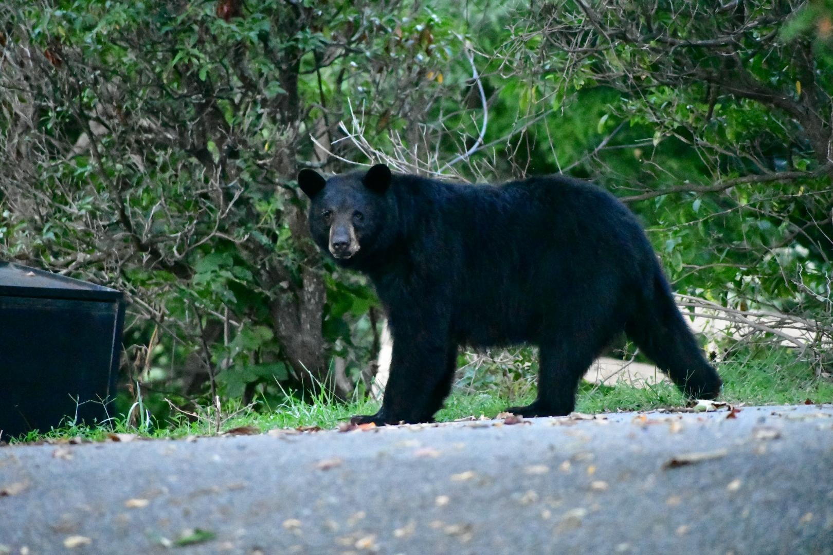 Momma bear walking down the road to the woods. 