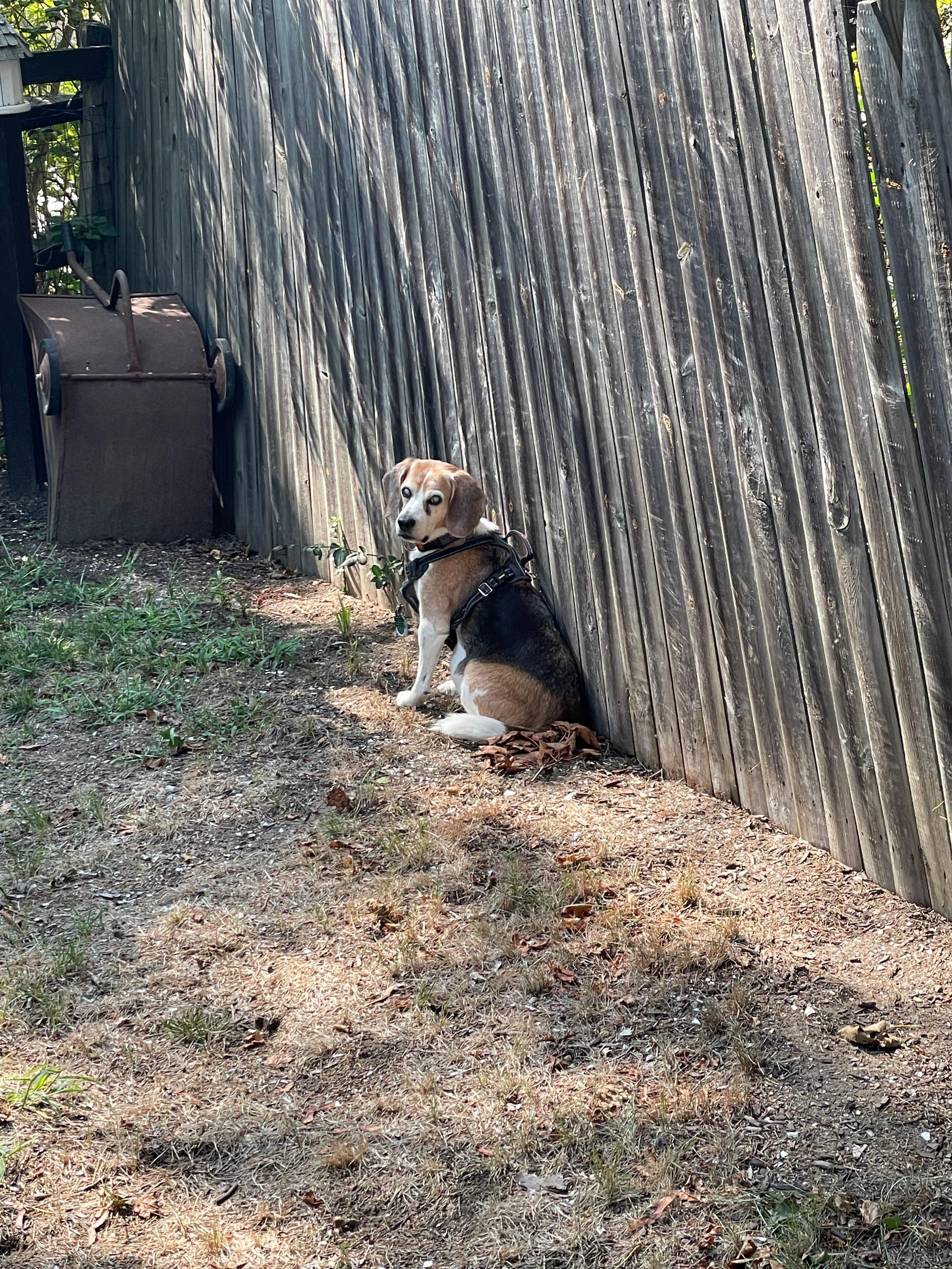 Our pup enjoying the yard.