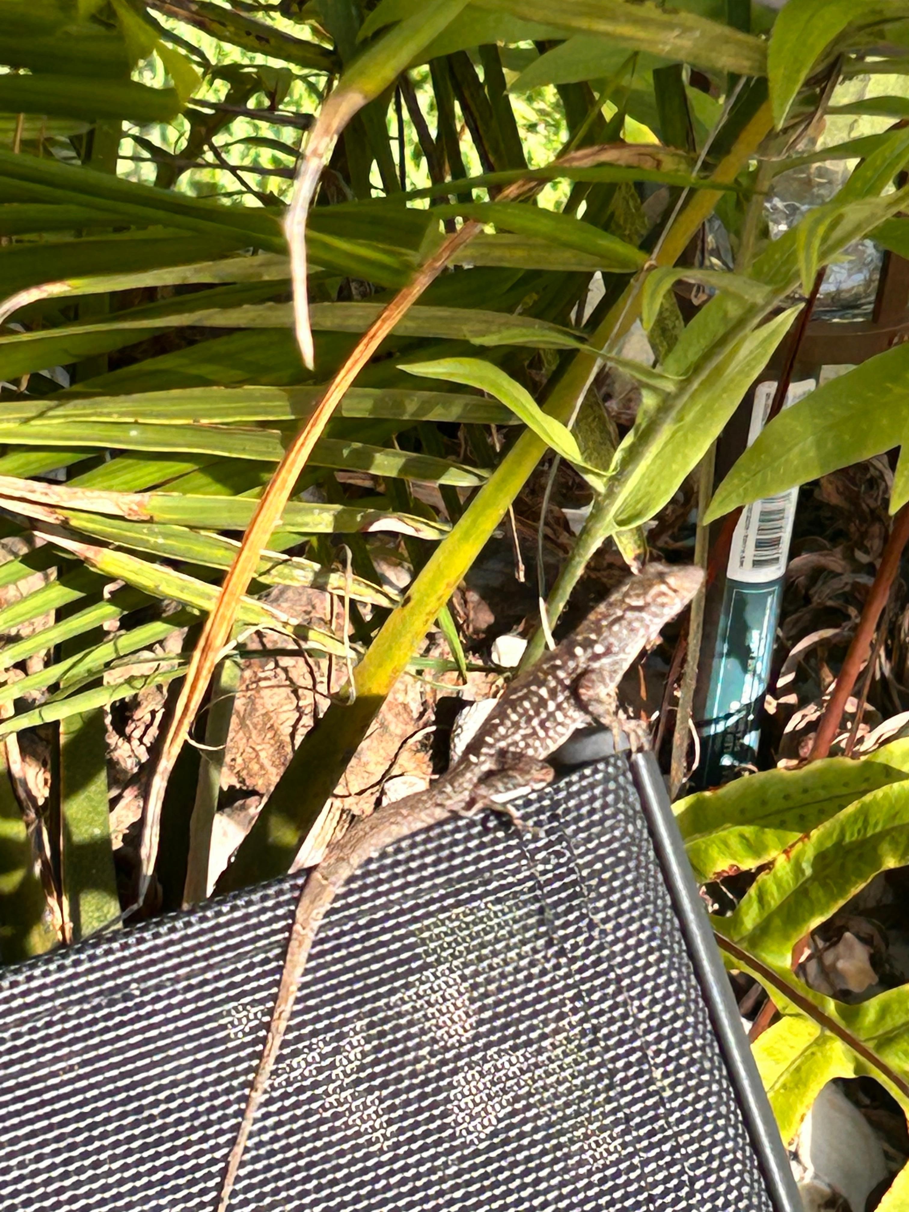 This little guy was fun to watch . They are all over SW Fla.
Harmless !!  