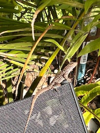 This little guy was fun to watch . They are all over SW Fla.
Harmless !!