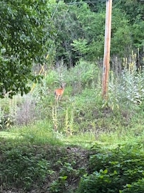 Wildlife wonders.