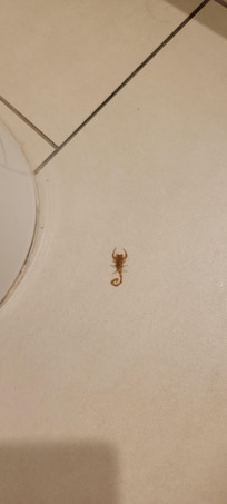SCORPION ON BATHROOM, CLOSE TO THE TOILET.