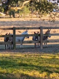 Some friendly faces on the welcoming committee.