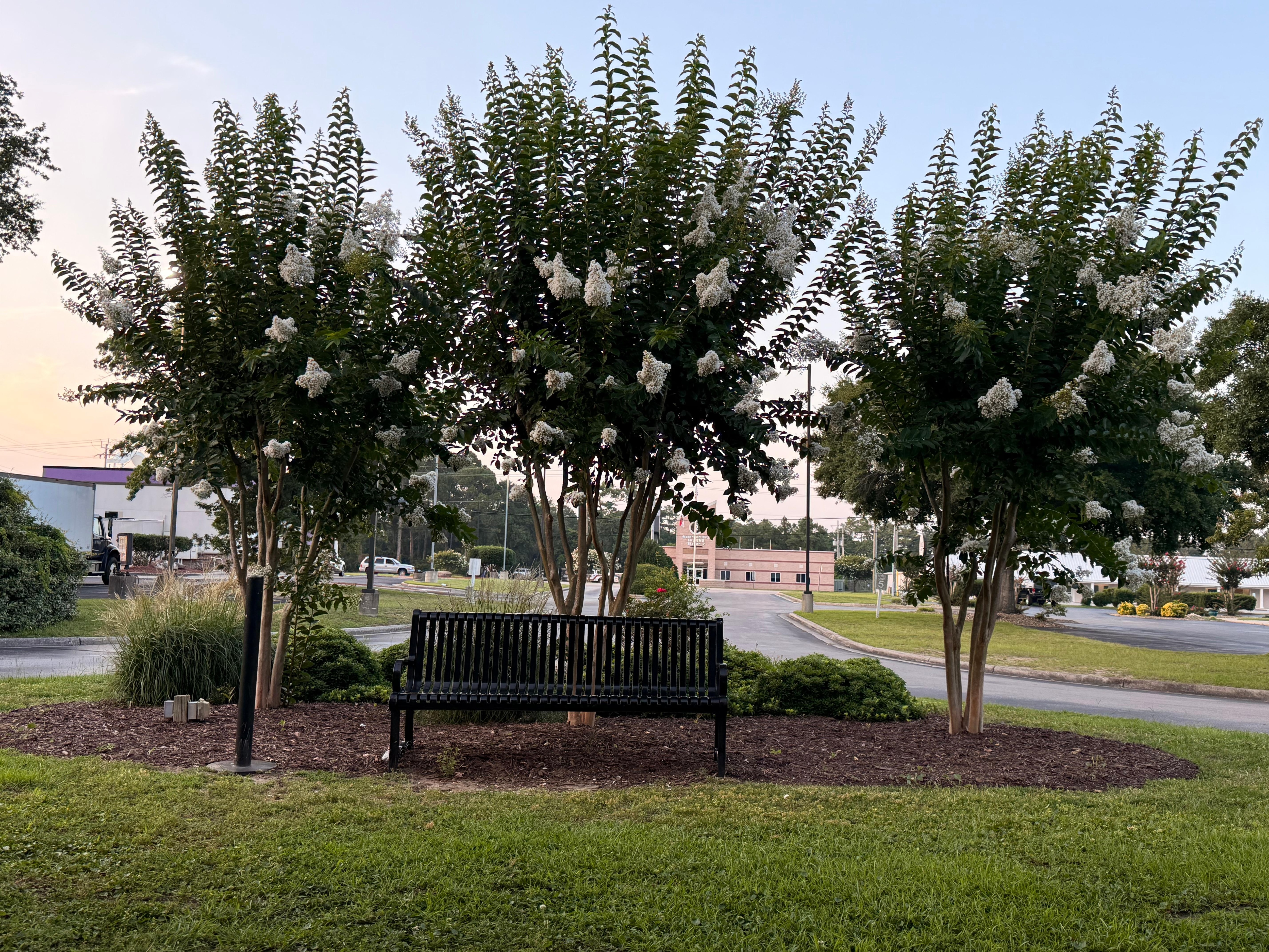 Trees out front