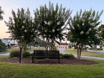 Trees out front