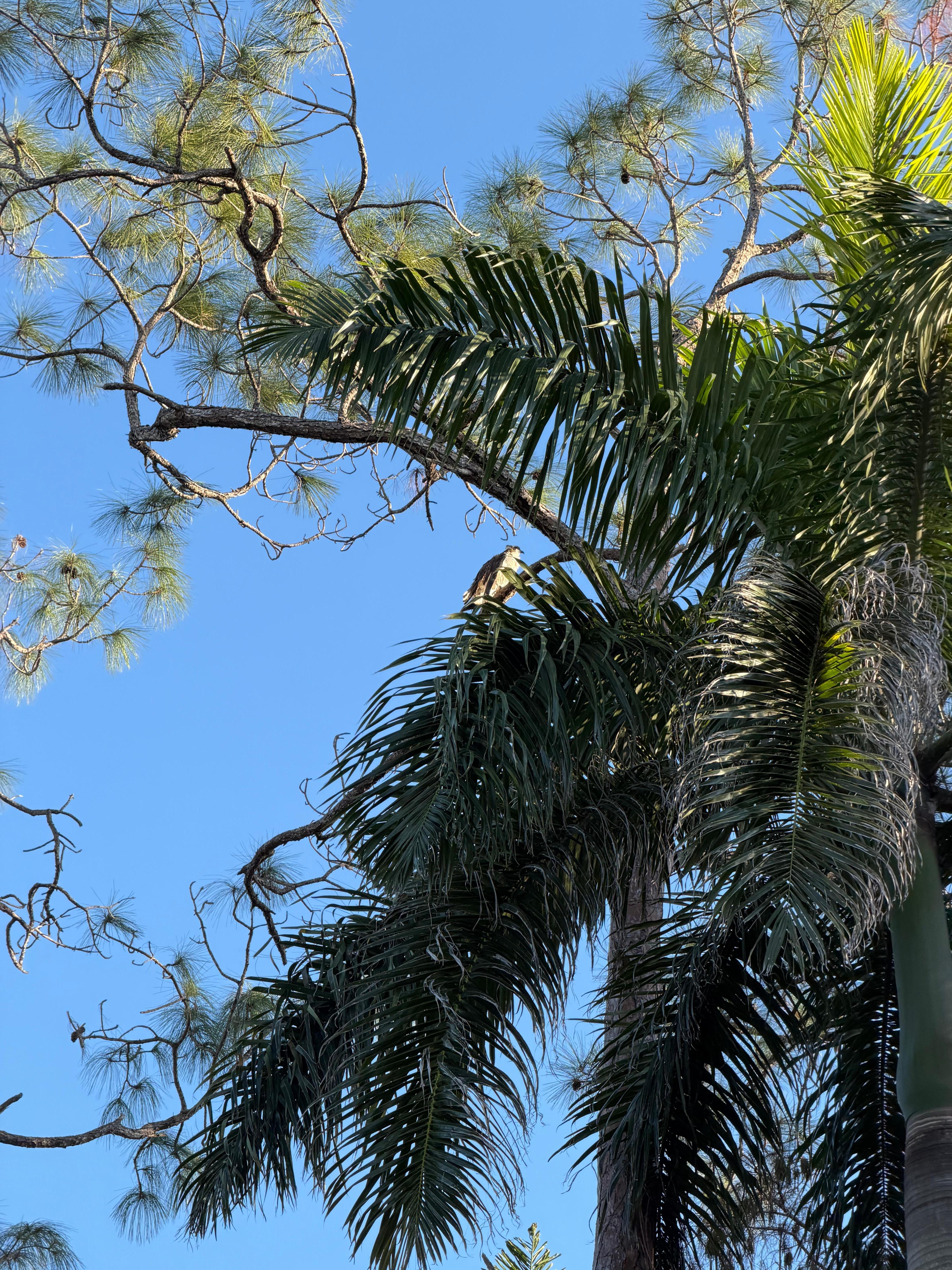 Nature is abundant, don’t forget to look up!