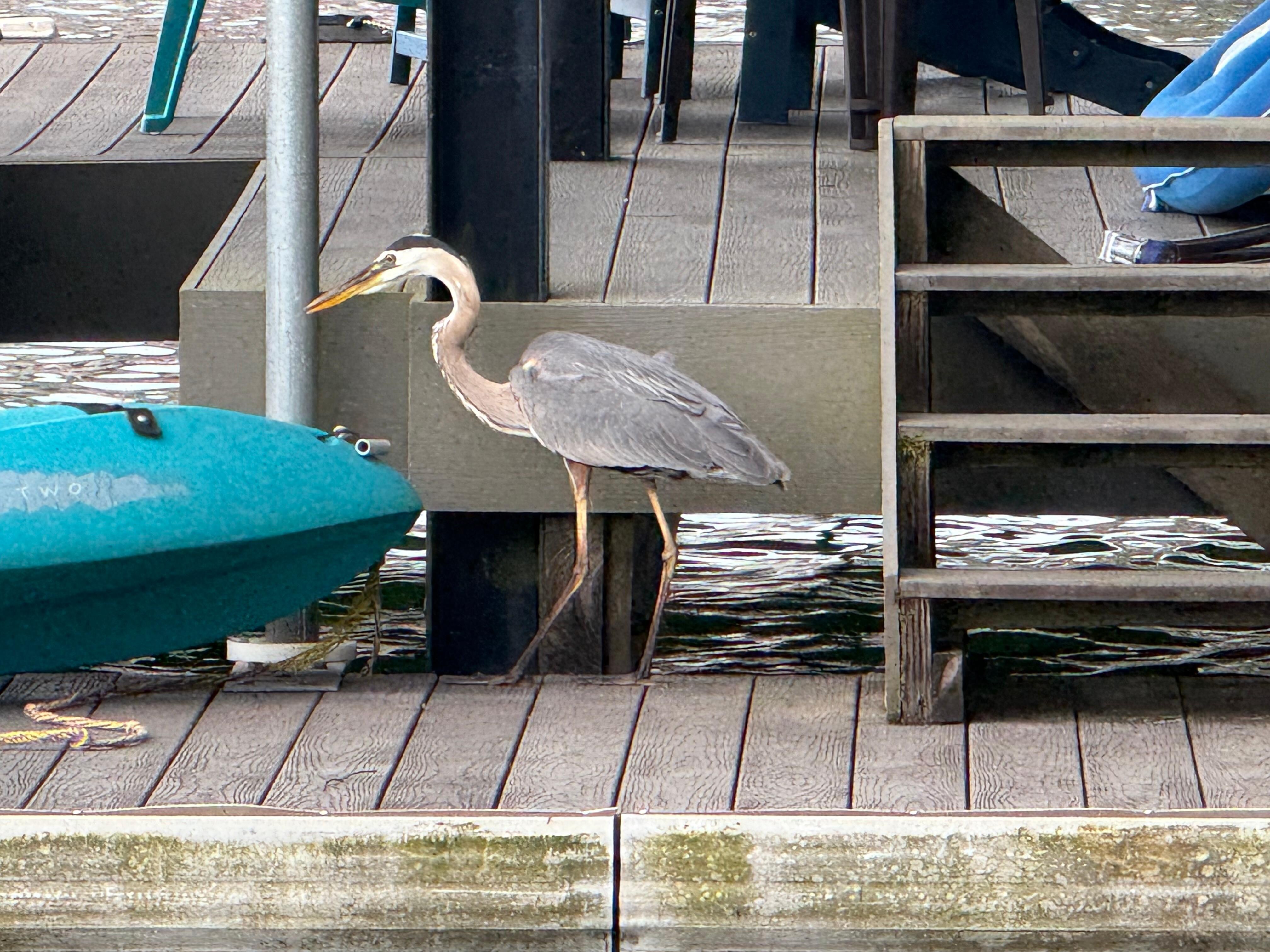 Blue Heron