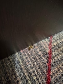 Dead roach