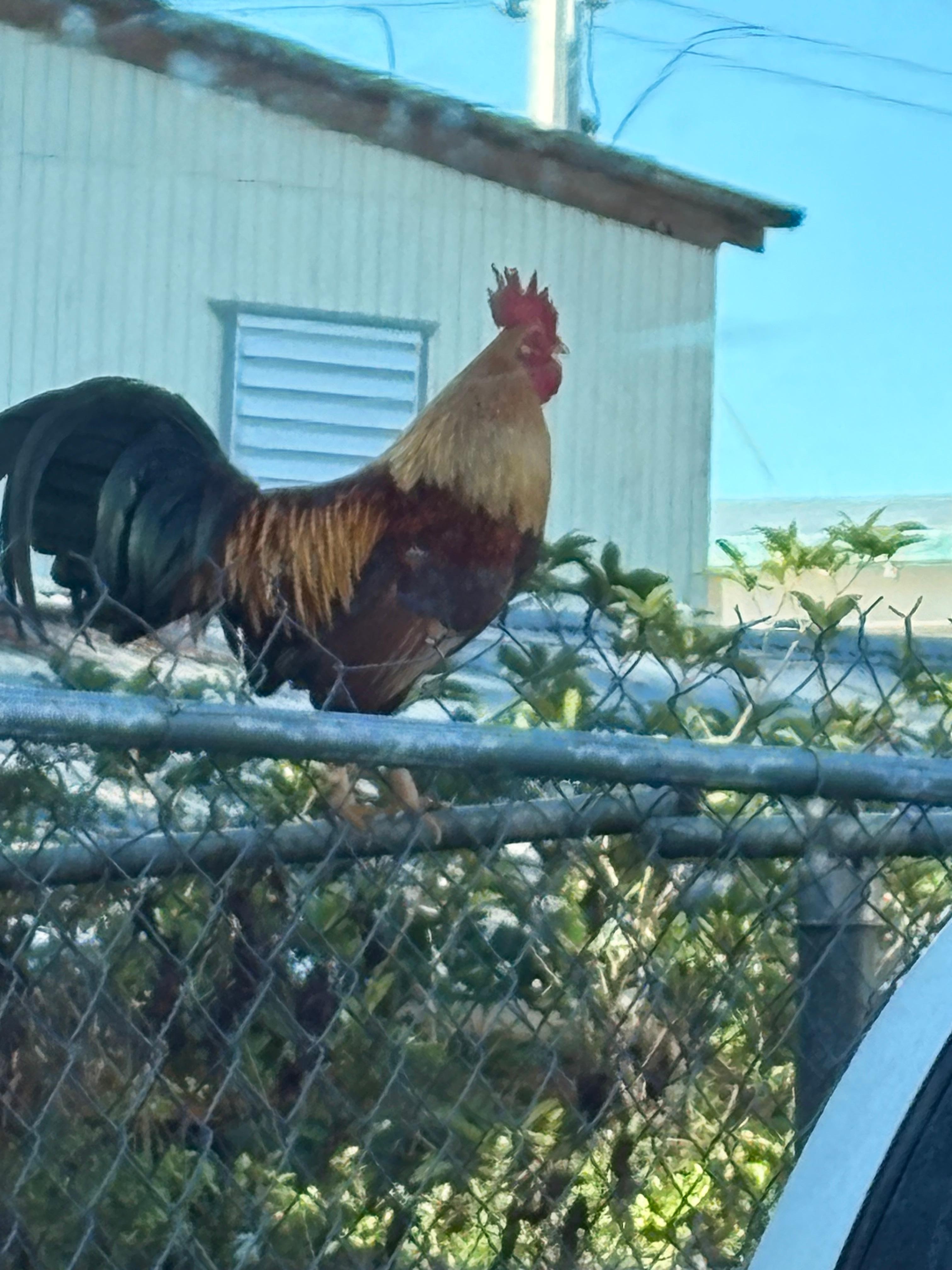 The neighborhood welcome party leader