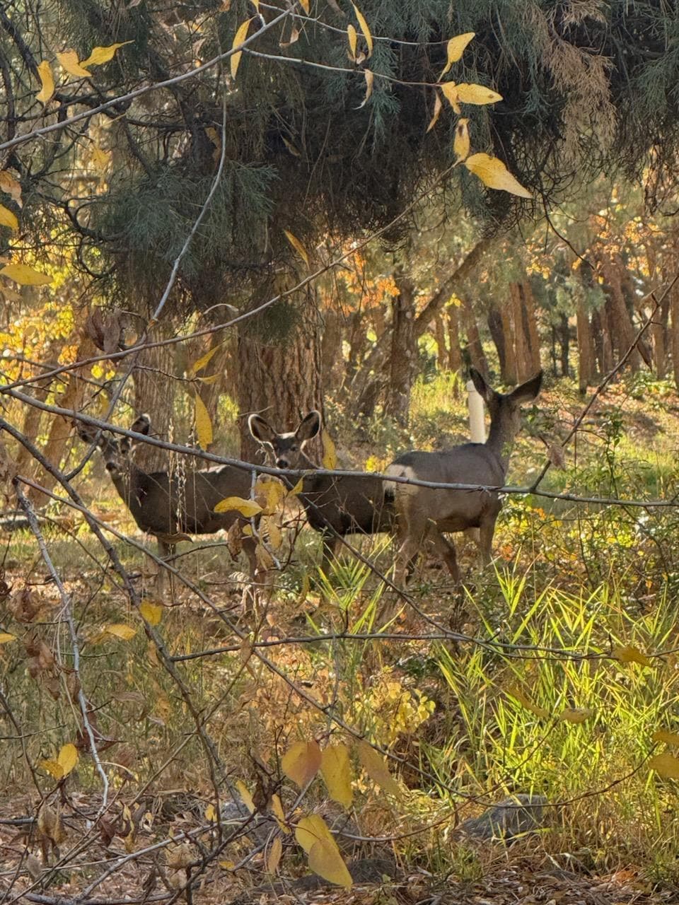 We had a few visitors during our stay 