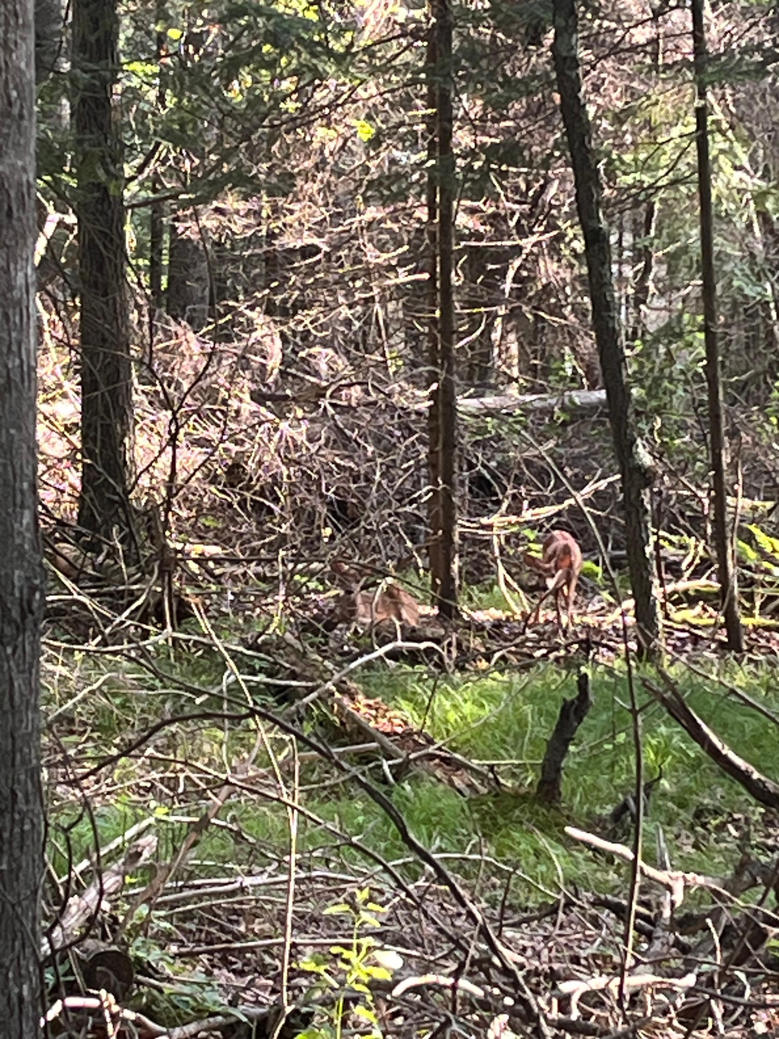 Sneaky baby deer in the woods nearby
