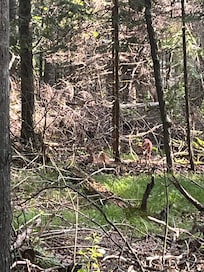 Sneaky baby deer in the woods nearby