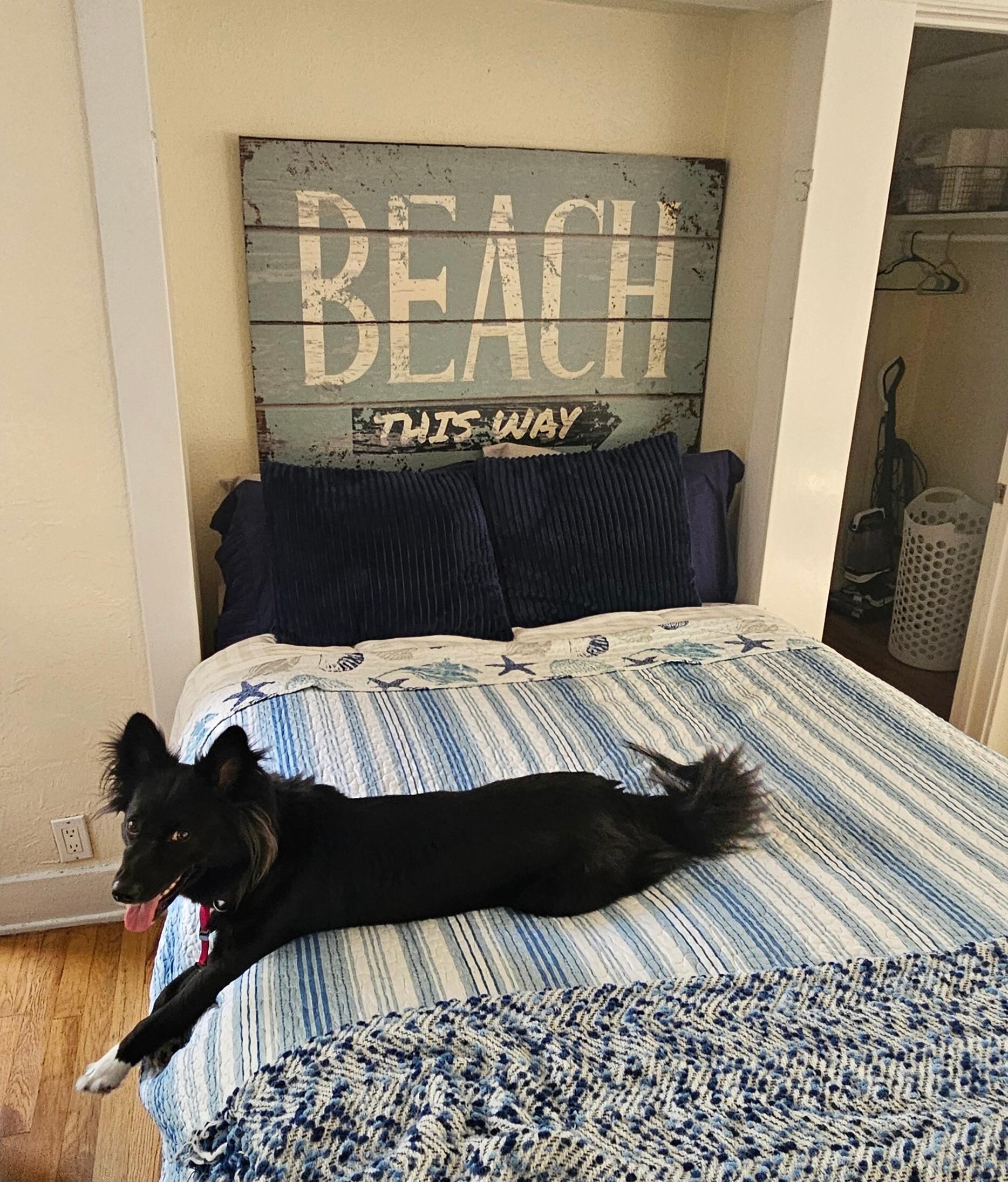 Dog approved 