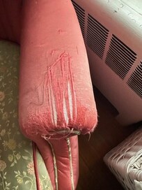 Furniture shredded by pets.