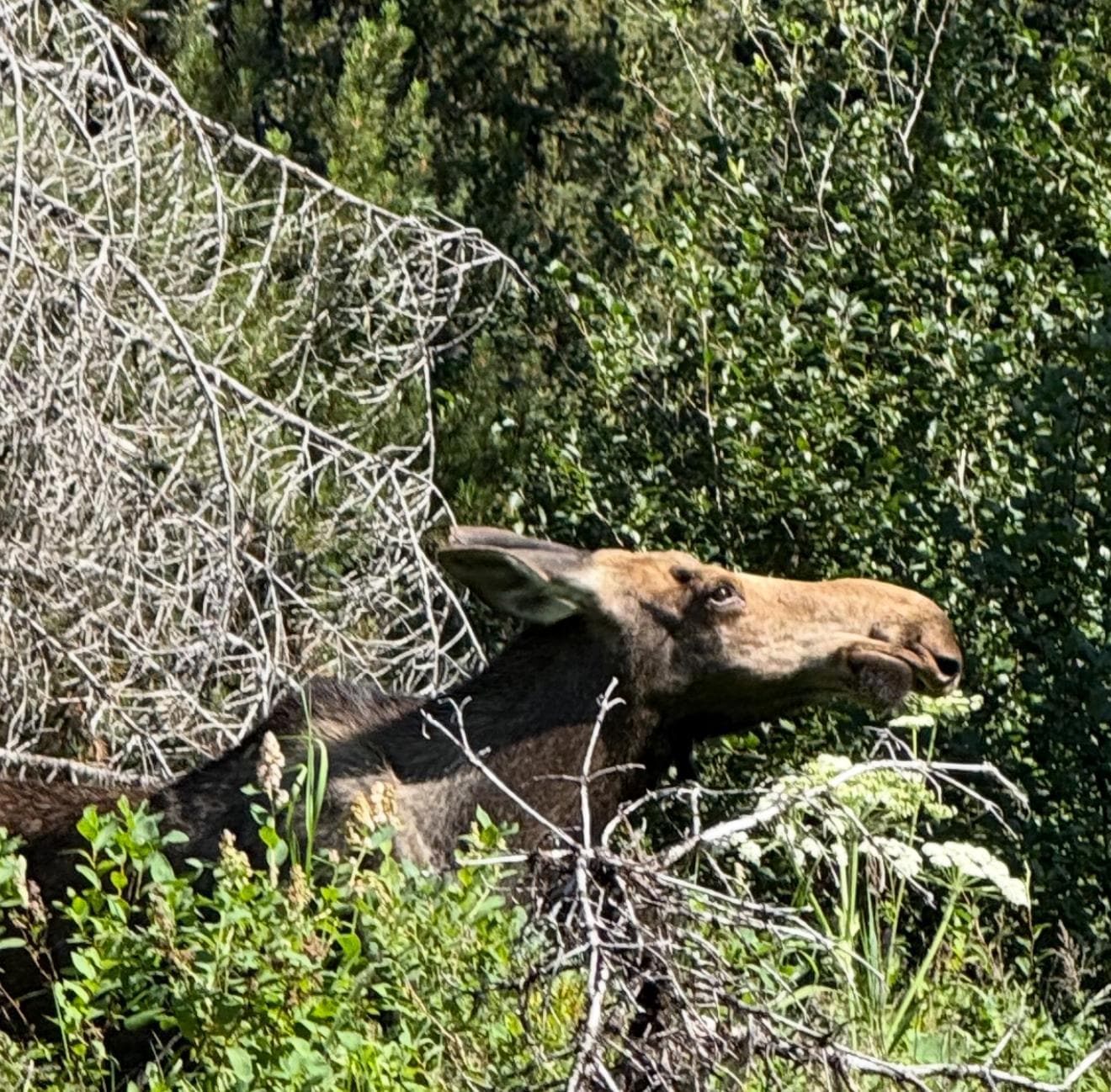 On the bank of the Meanders