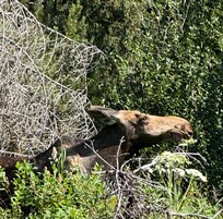 On the bank of the Meanders