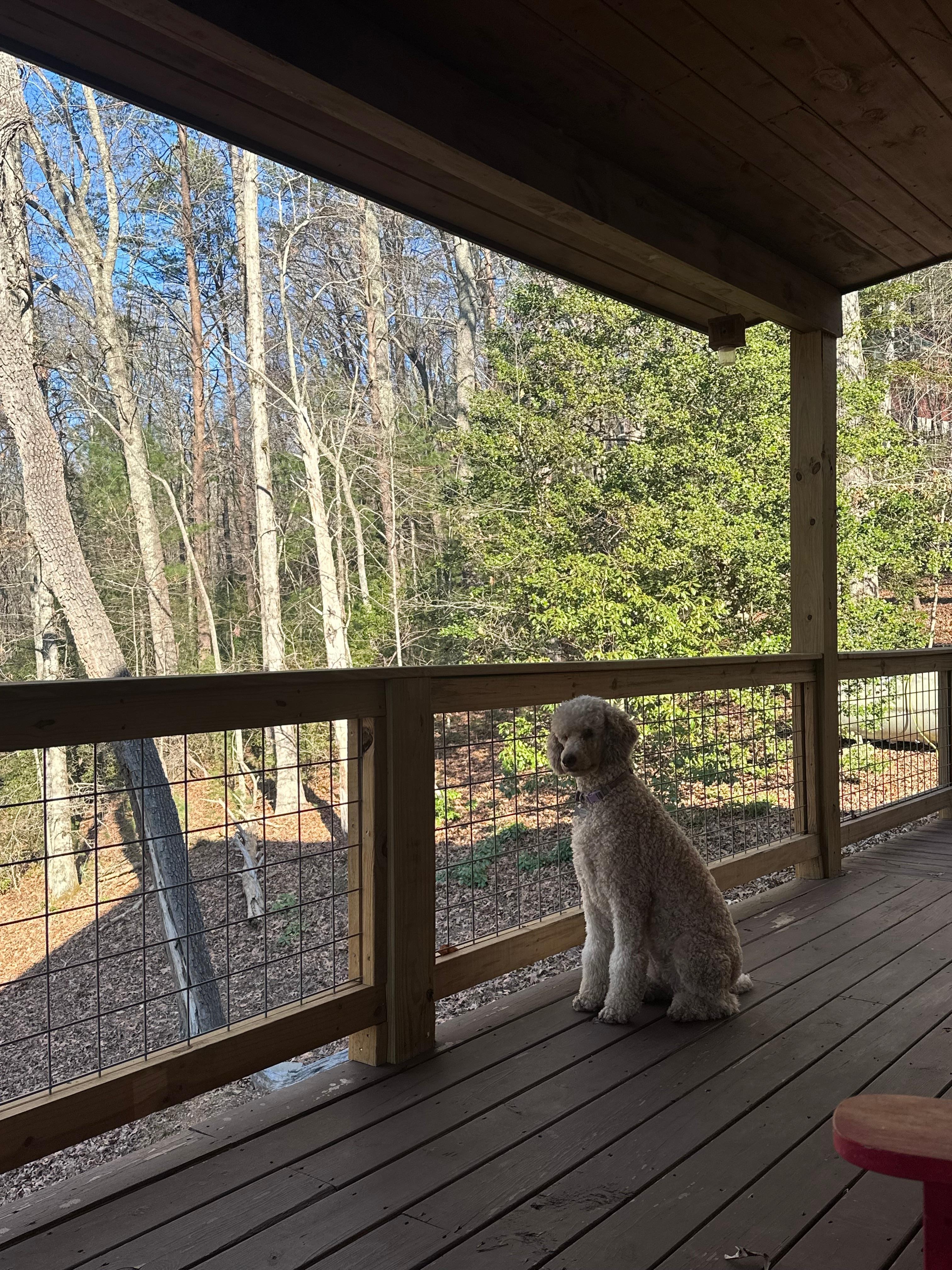 The fenced deck was a source of joy for our dogs