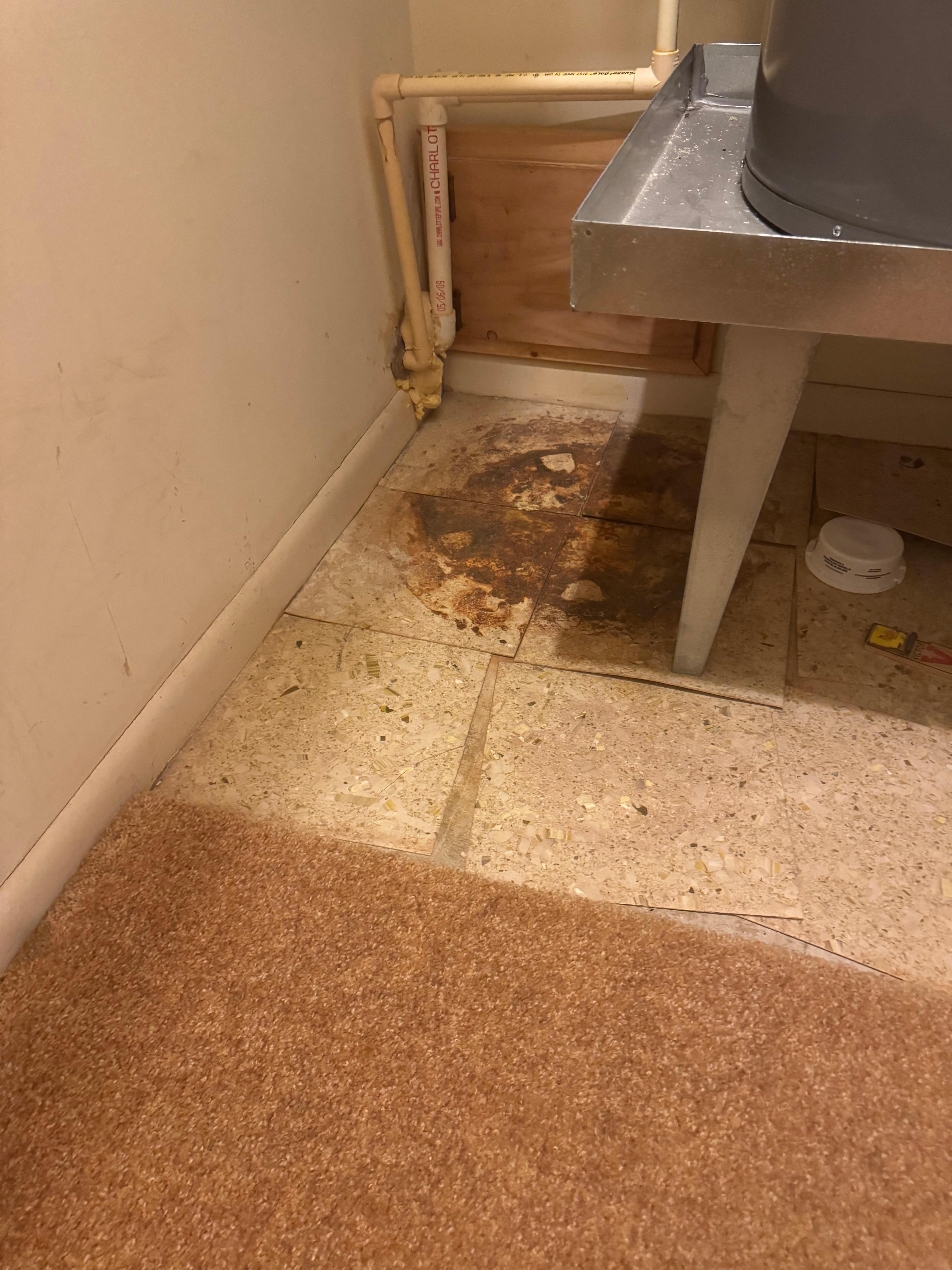 Mouse trap in closet