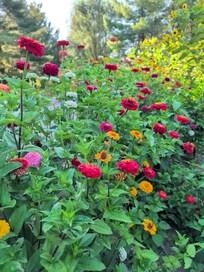 Beautiful Zinnias