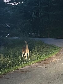 Evening visitor at the cabin