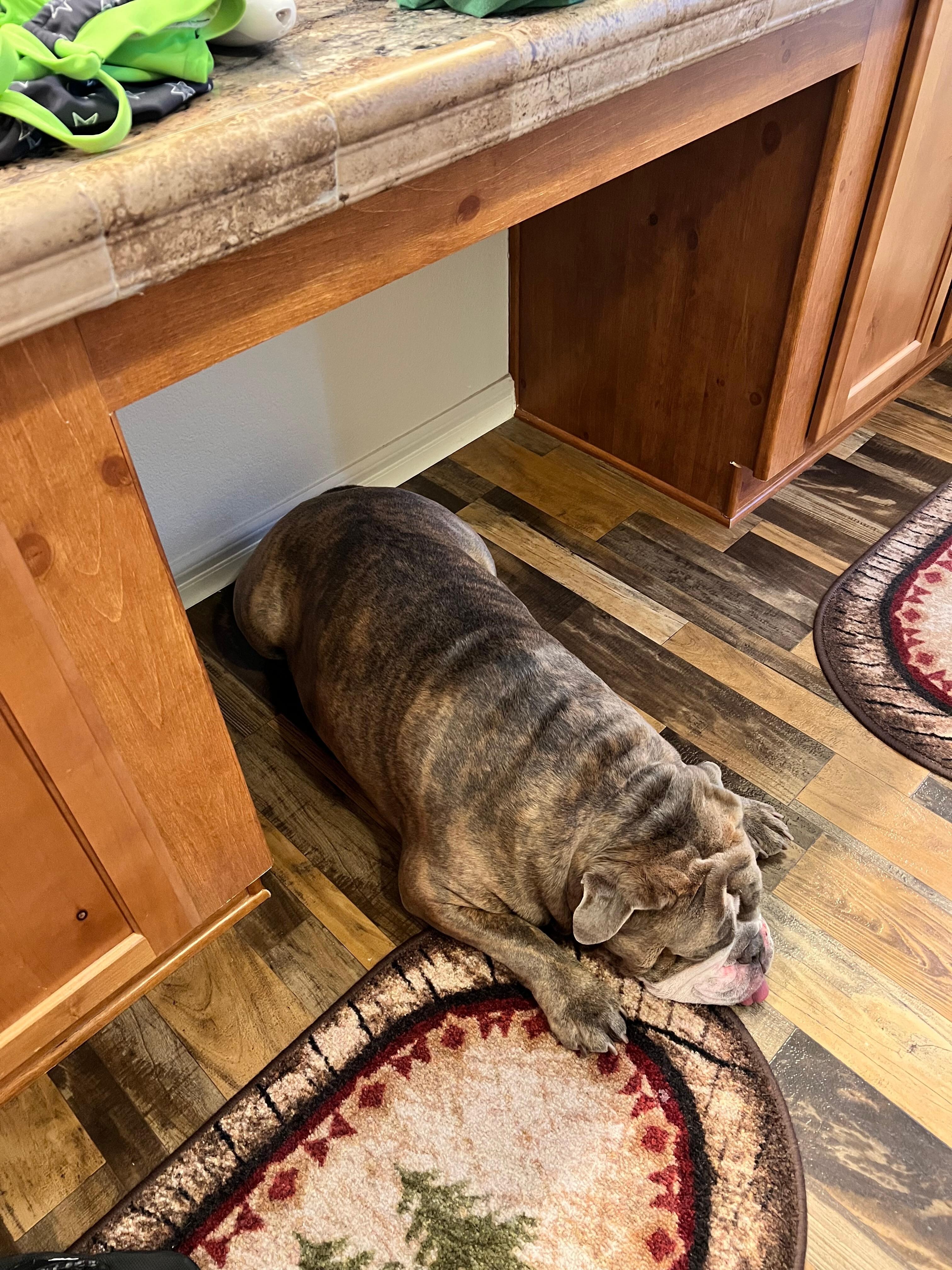Staying cool on the floor while mom gets ready.