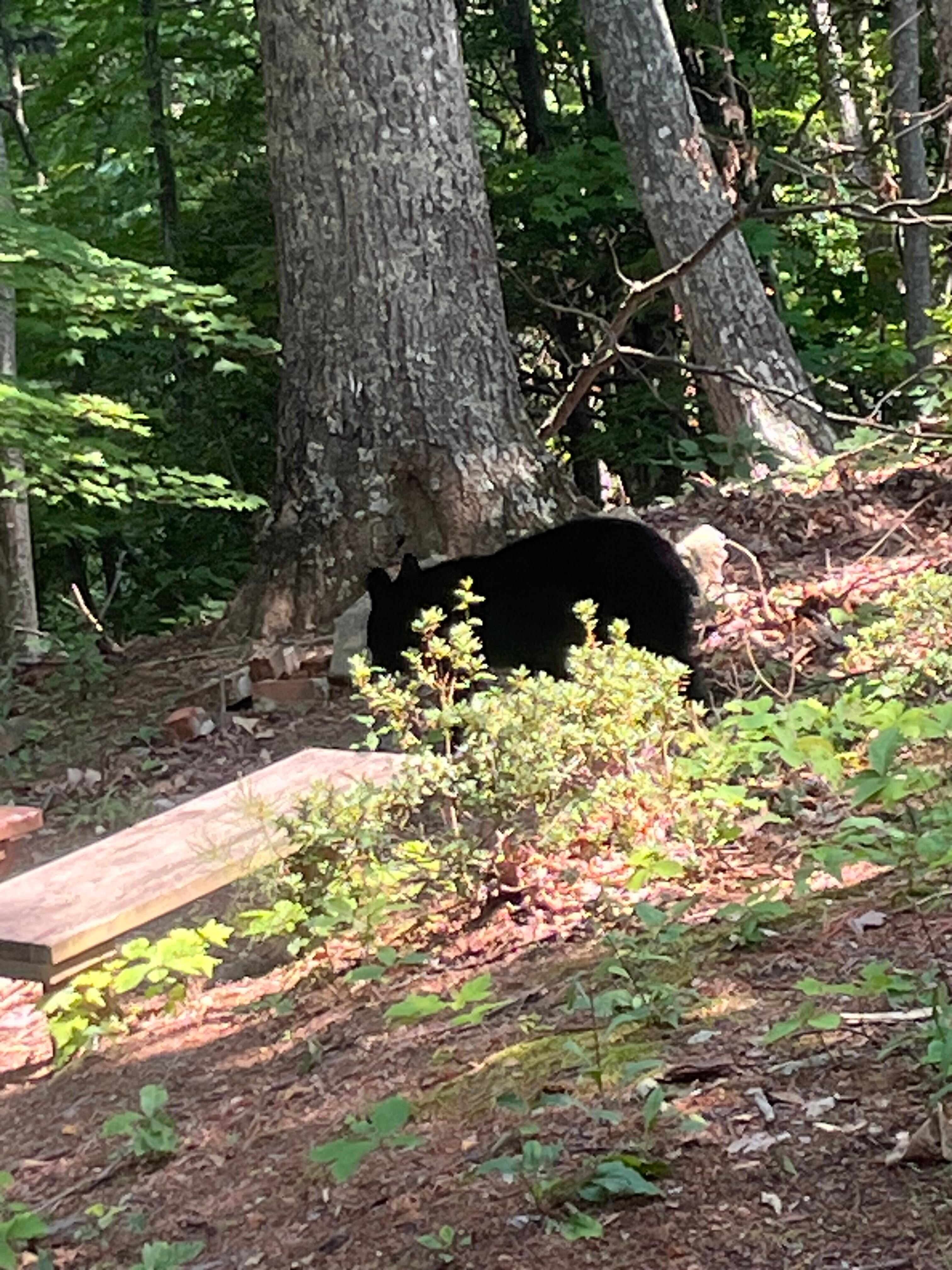 Bear