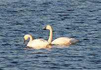 Tundra Swan