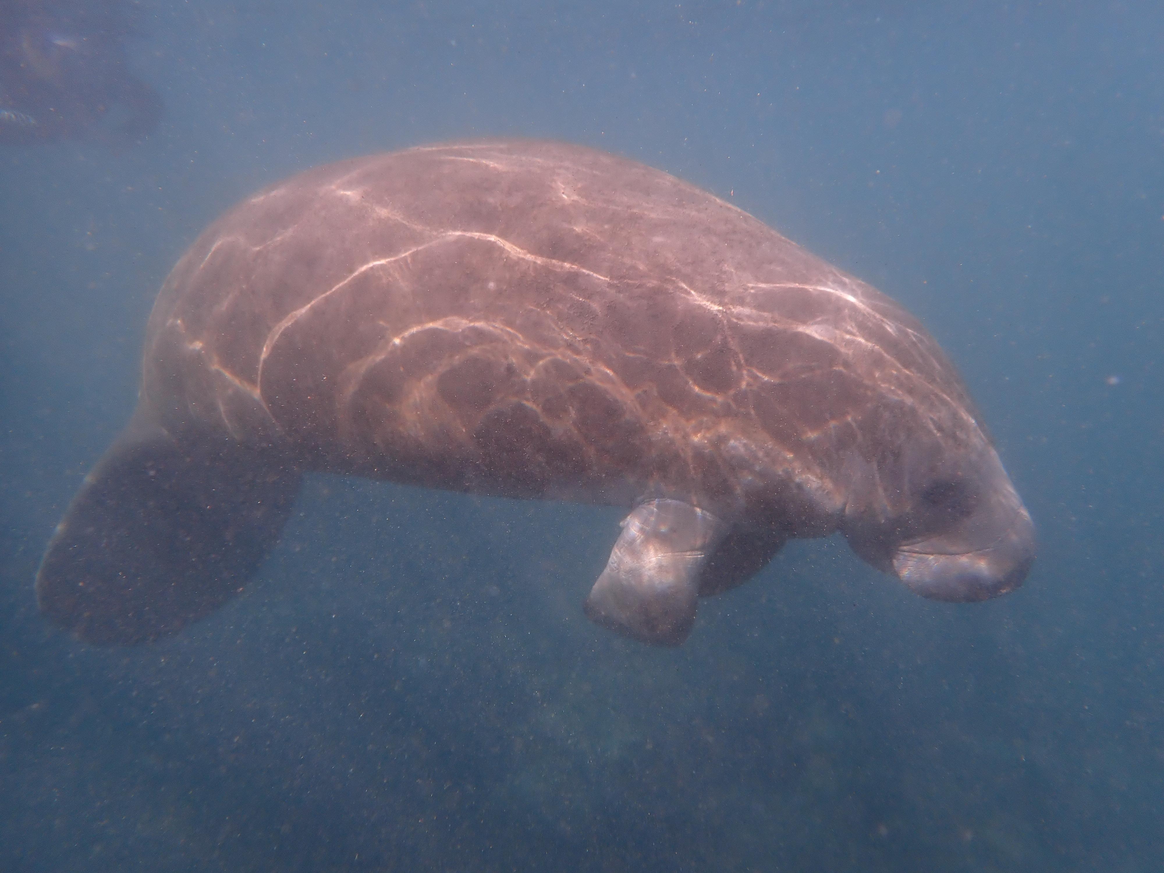 Wonderful to swim with manatees!  