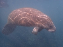 Wonderful to swim with manatees!