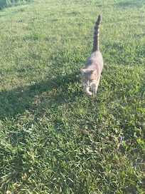 Friendly kitty greeting me