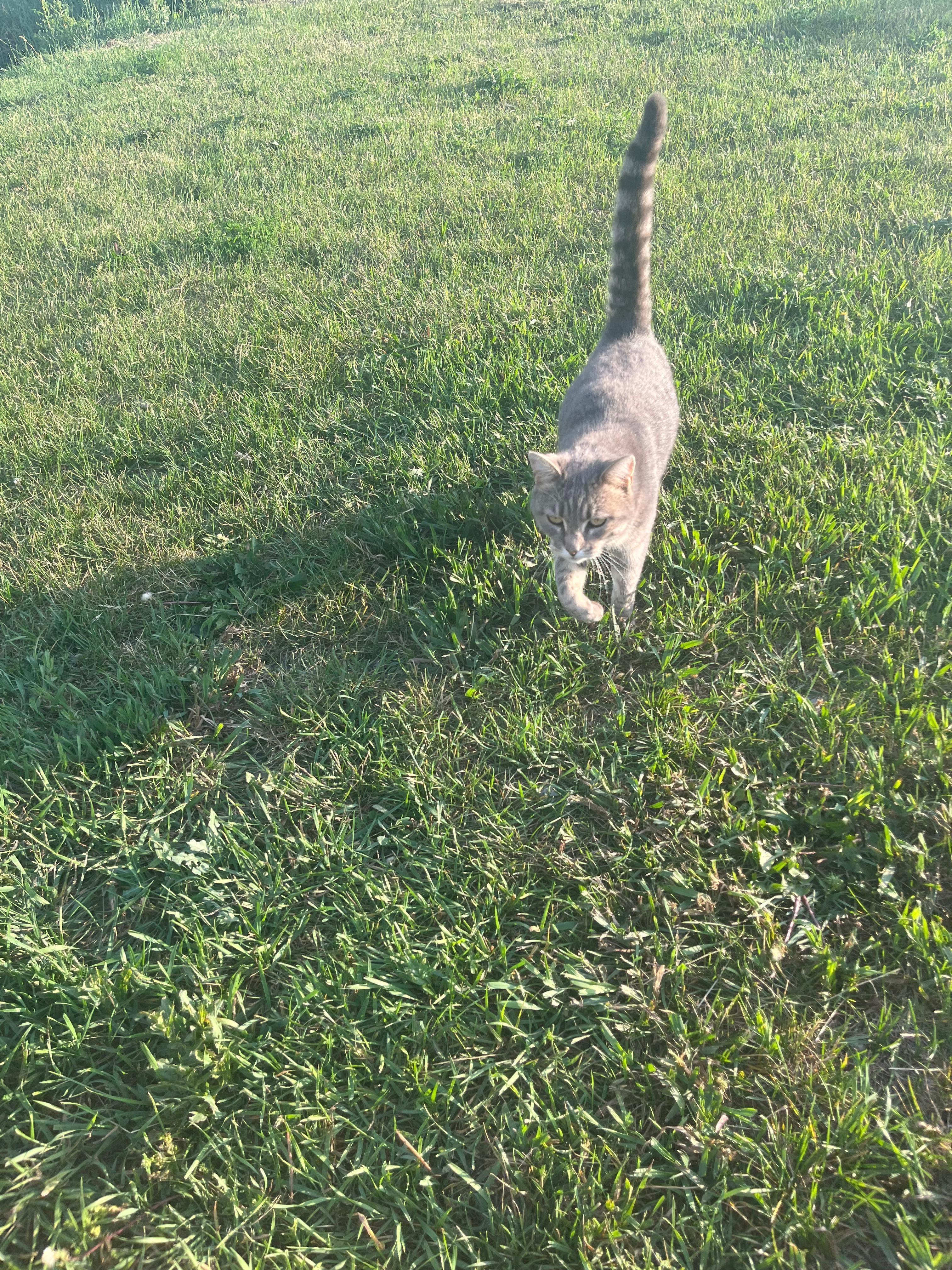 Friendly kitty greeting me