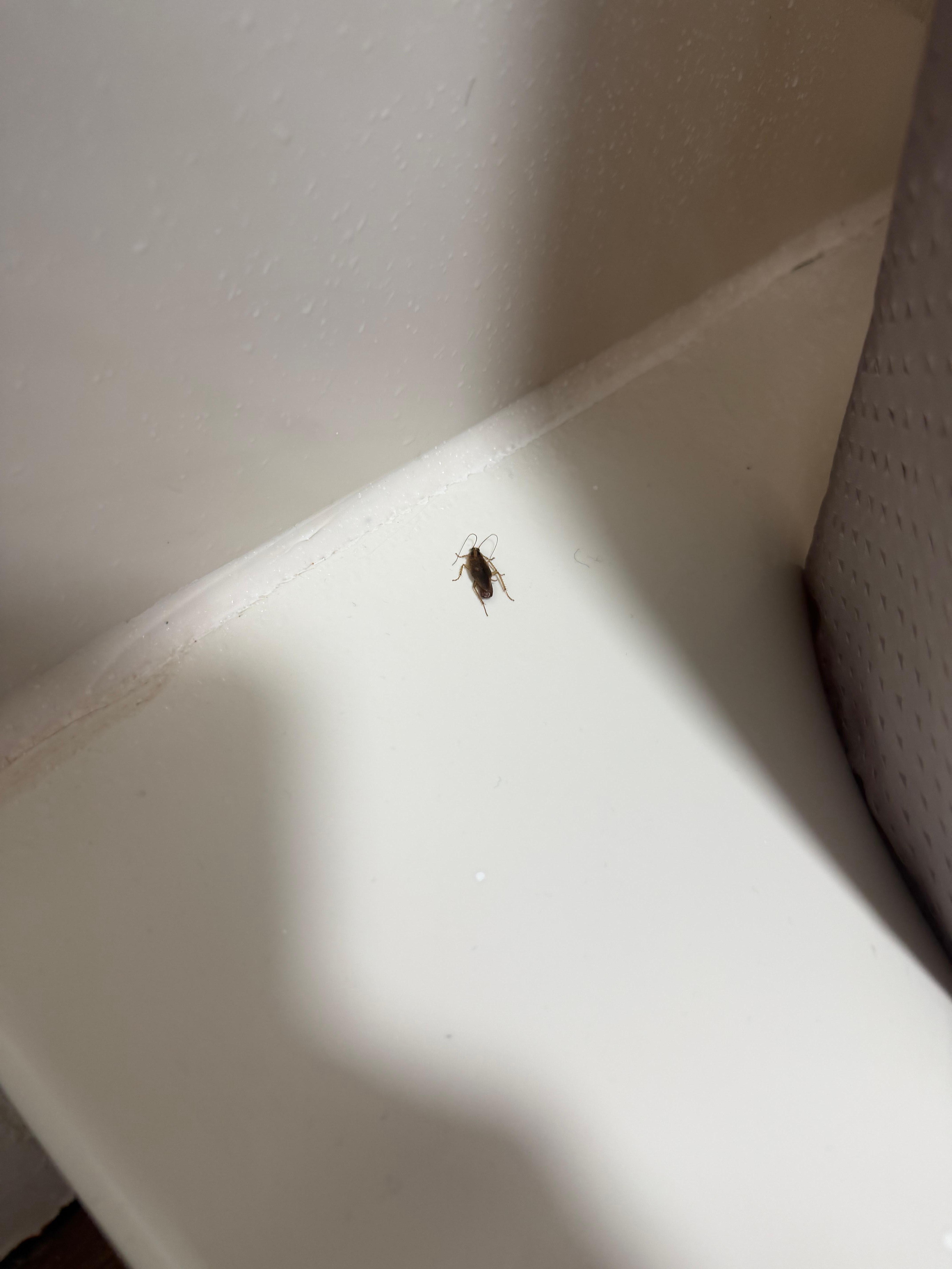 Roach in my shower.