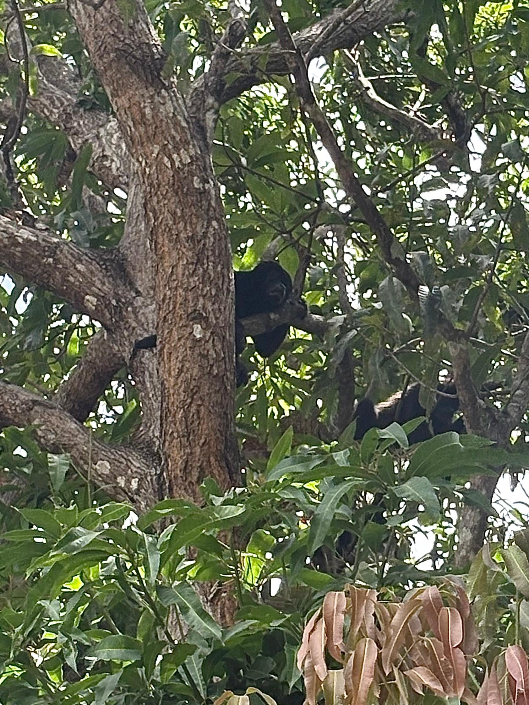 Monkeys on the property
