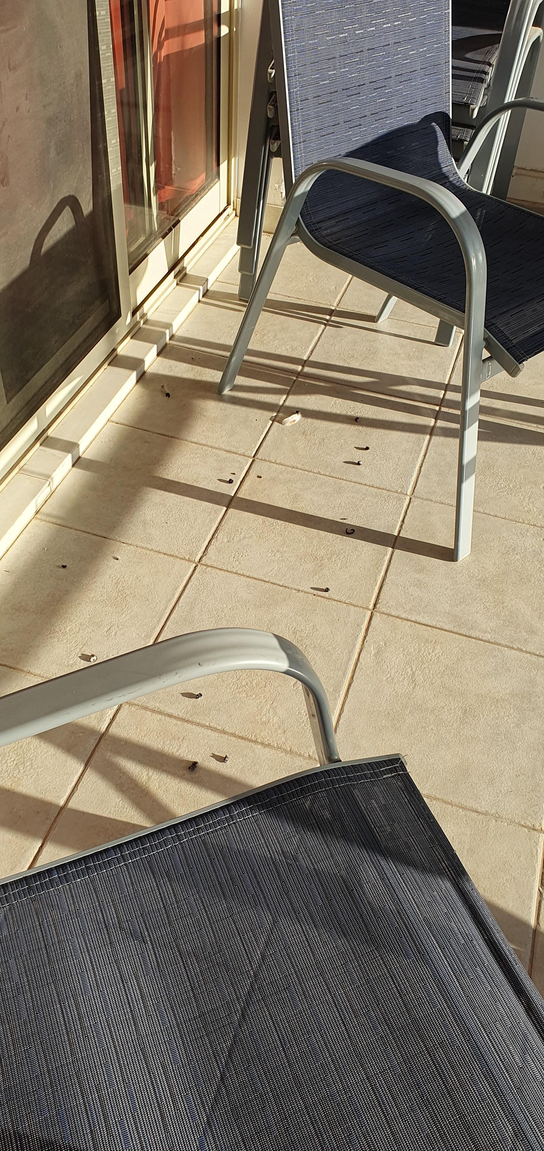 Twice daily pigeon poo sweep up