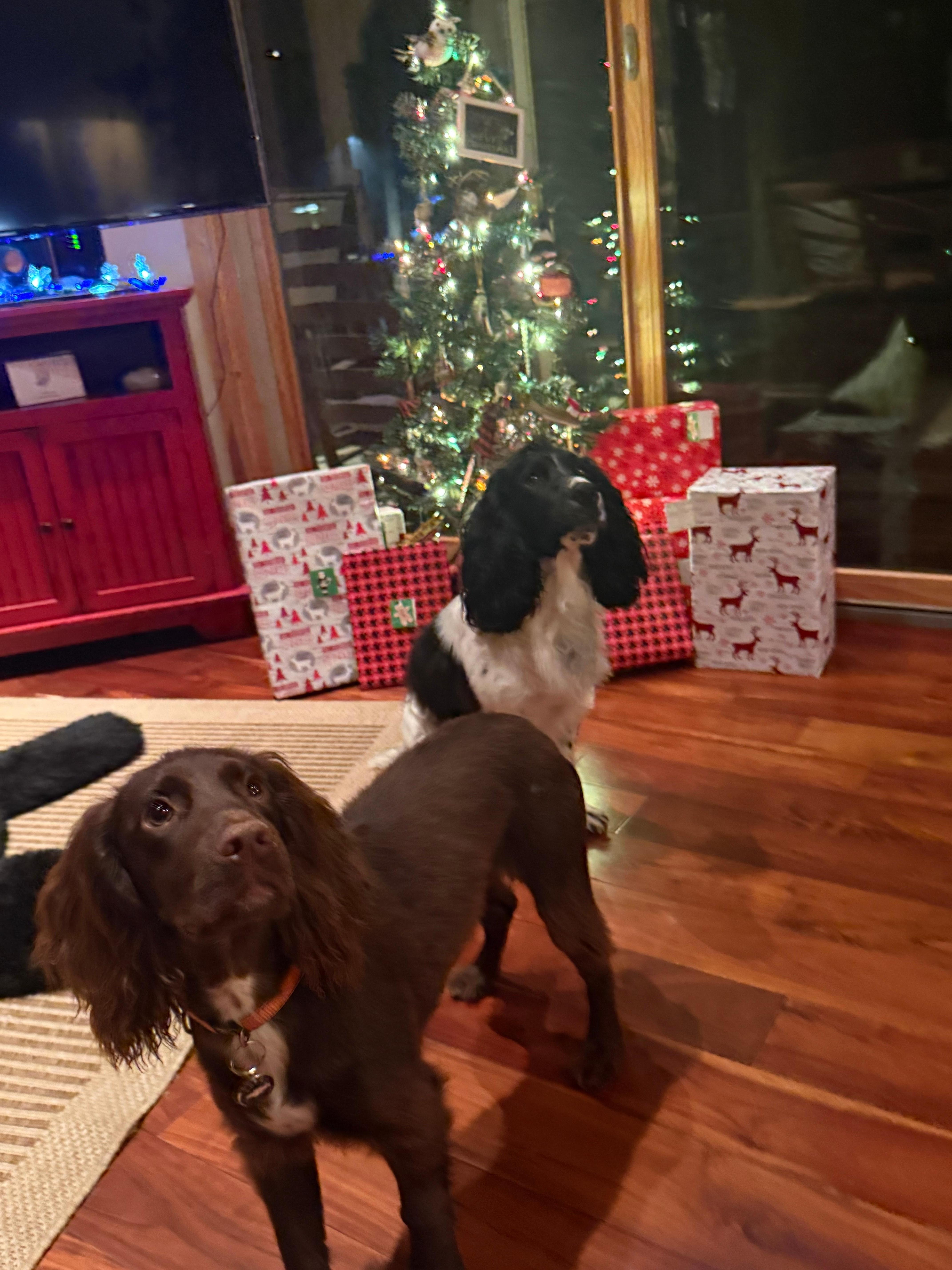 Waiting for “Santa Paws” 