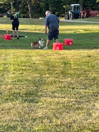 Bucket golf with Pringle the corgi