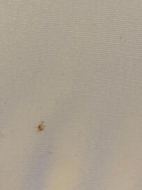 Blood spot on top sheet