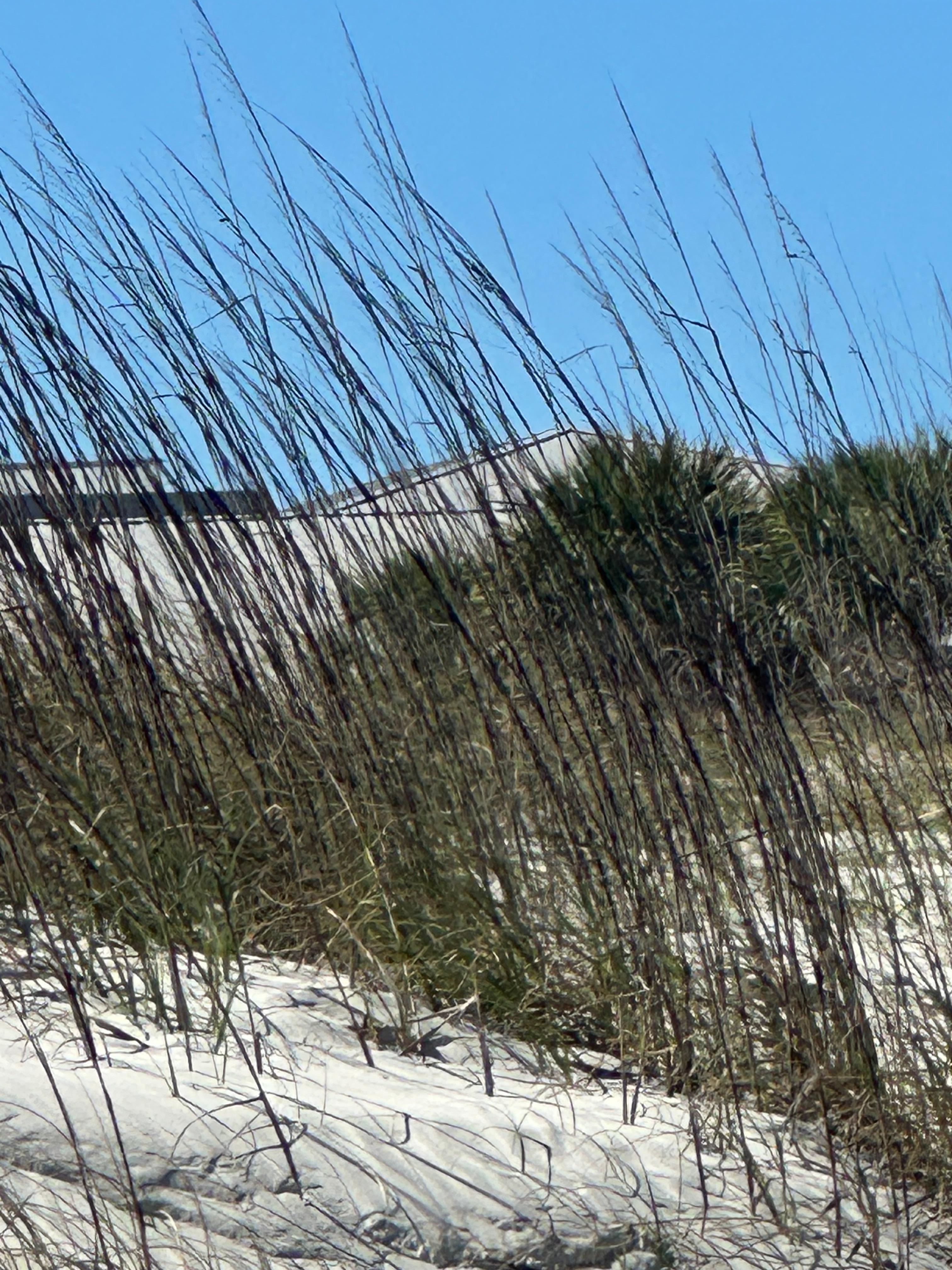 Sand dunes right across from the condo. 