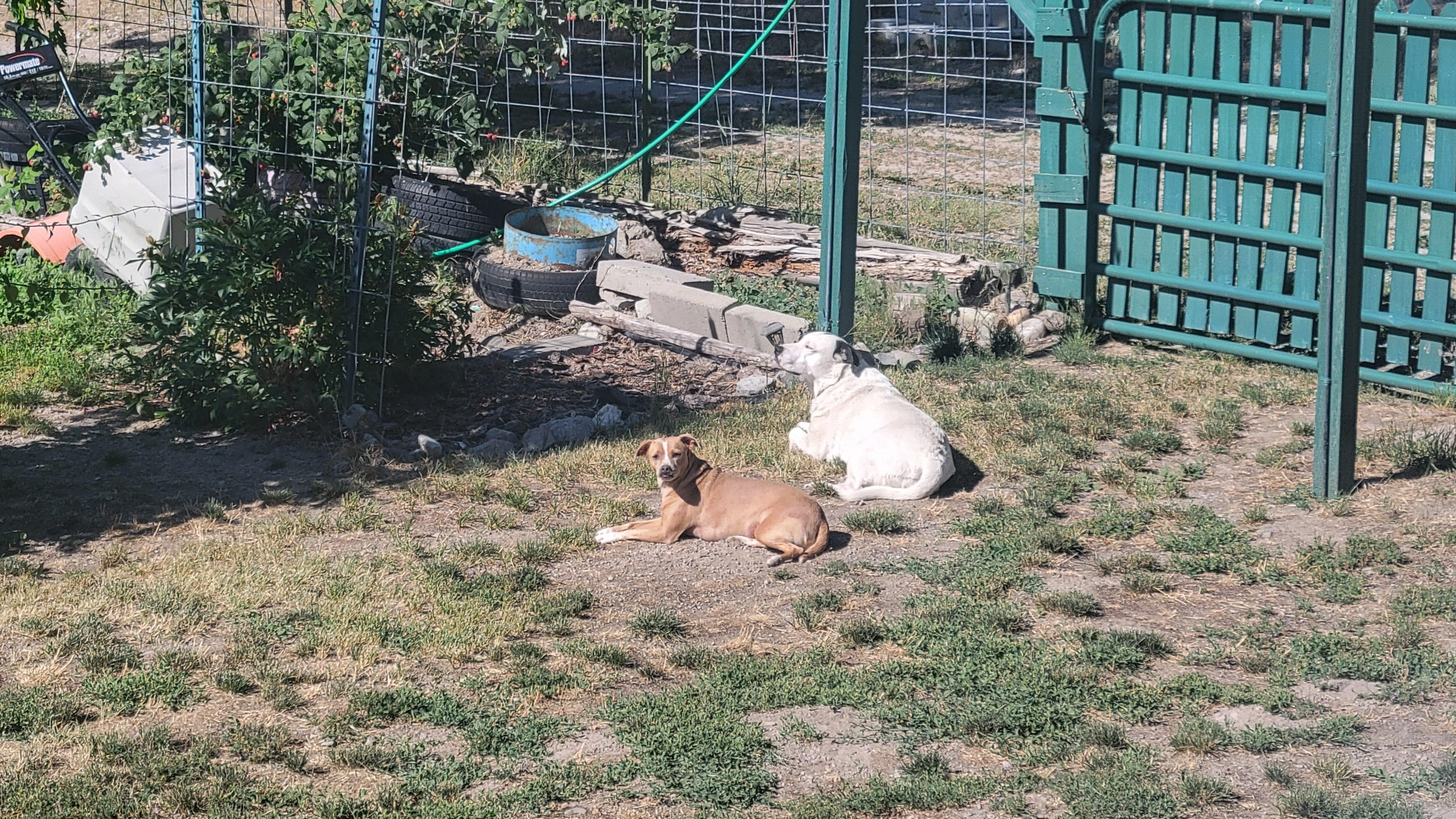 The girl sunbathing by the garden