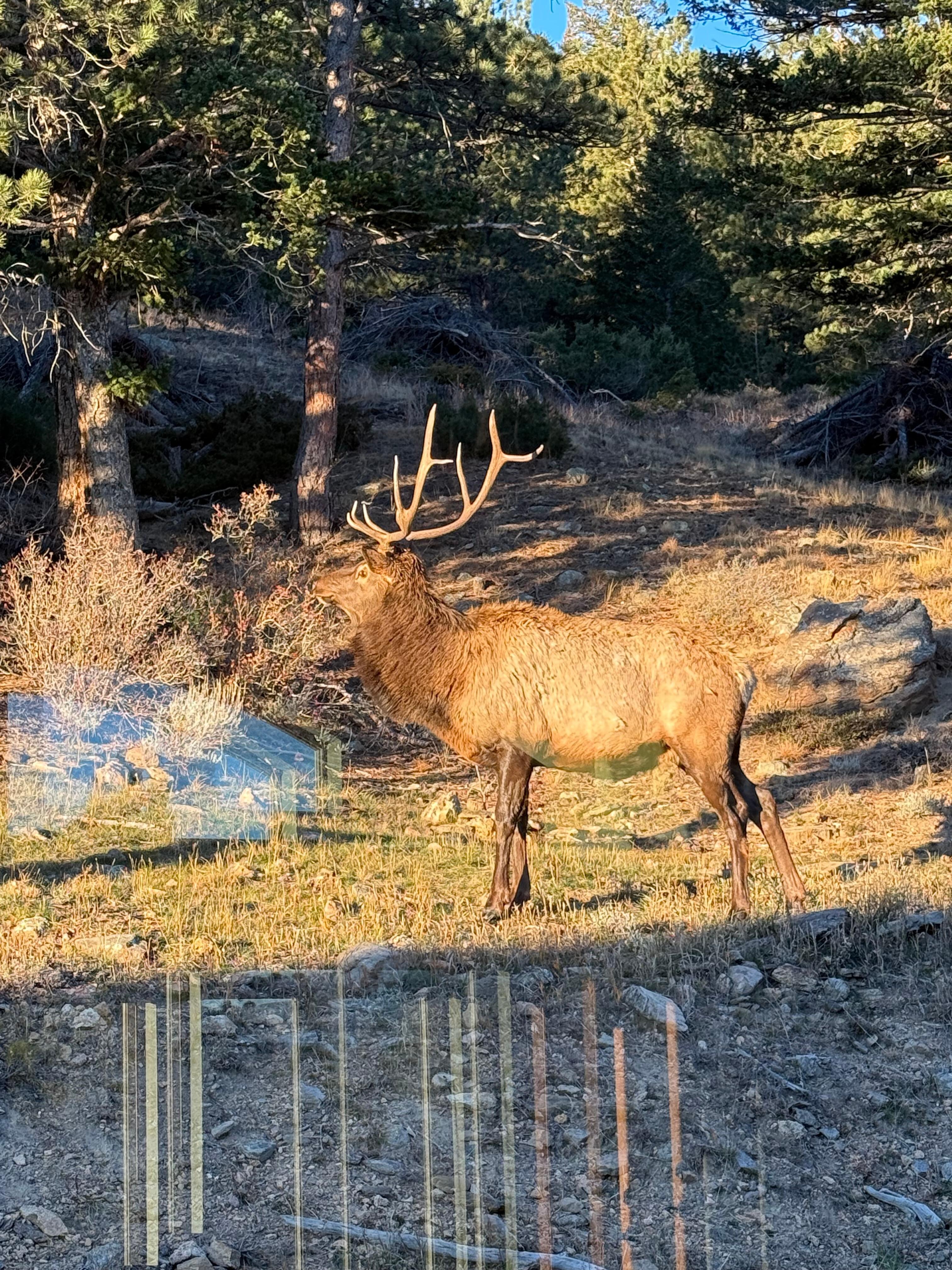 Incredible bull (taken from inside of course as to not disturb him!)