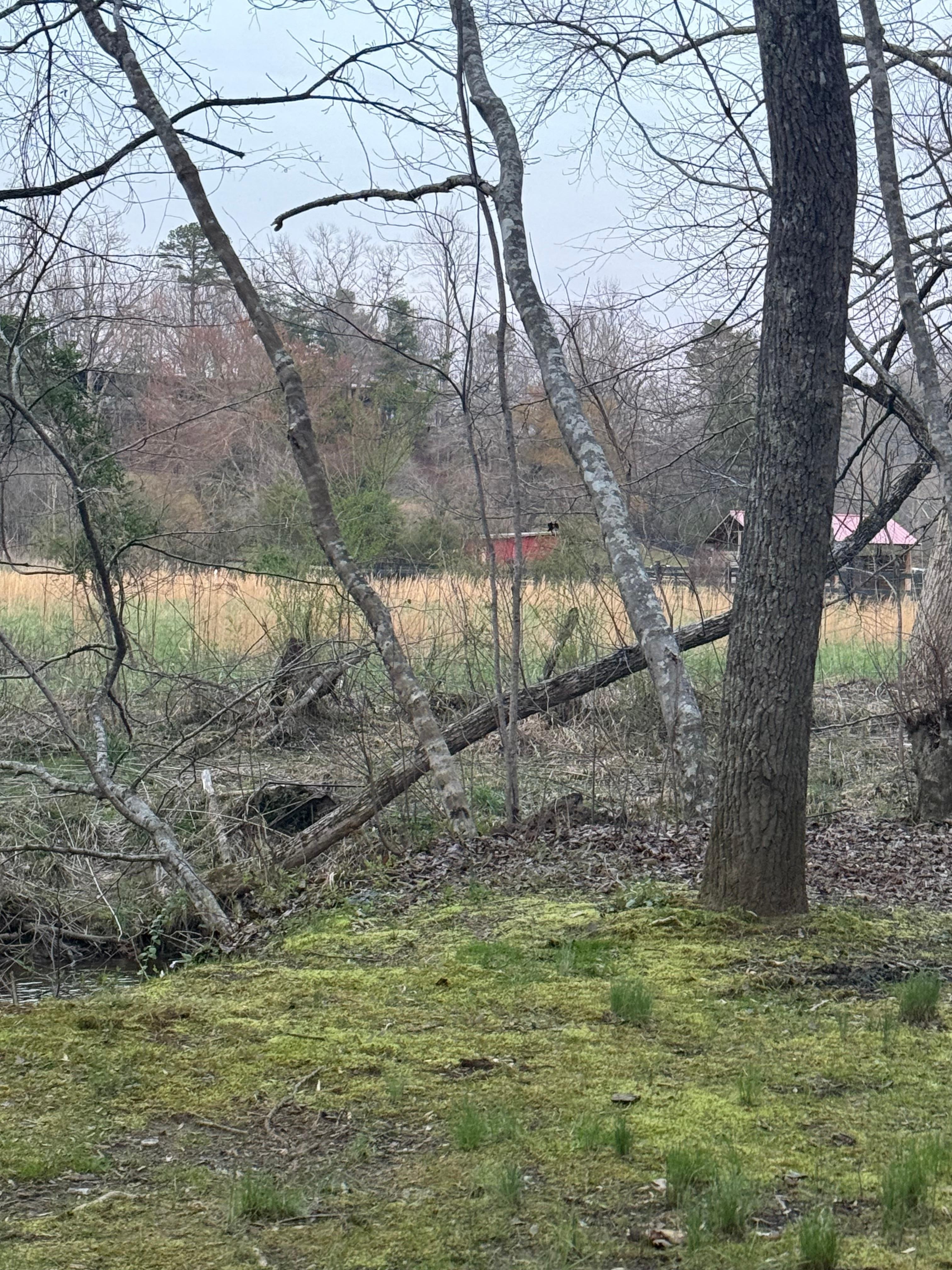Hanging by the creek