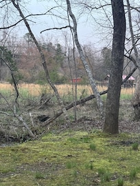 Hanging by the creek