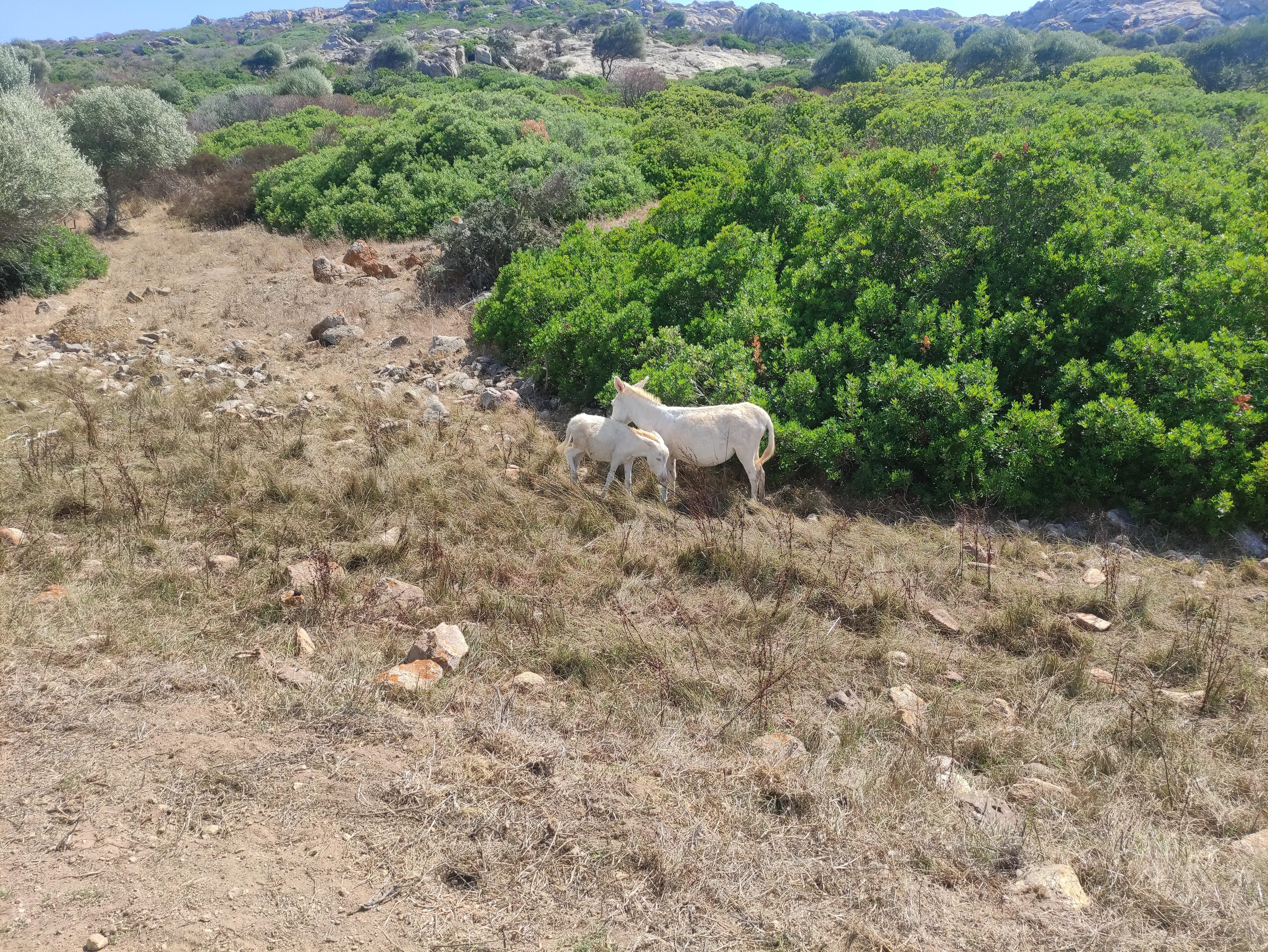 Parc national de l'Asinara en petit train