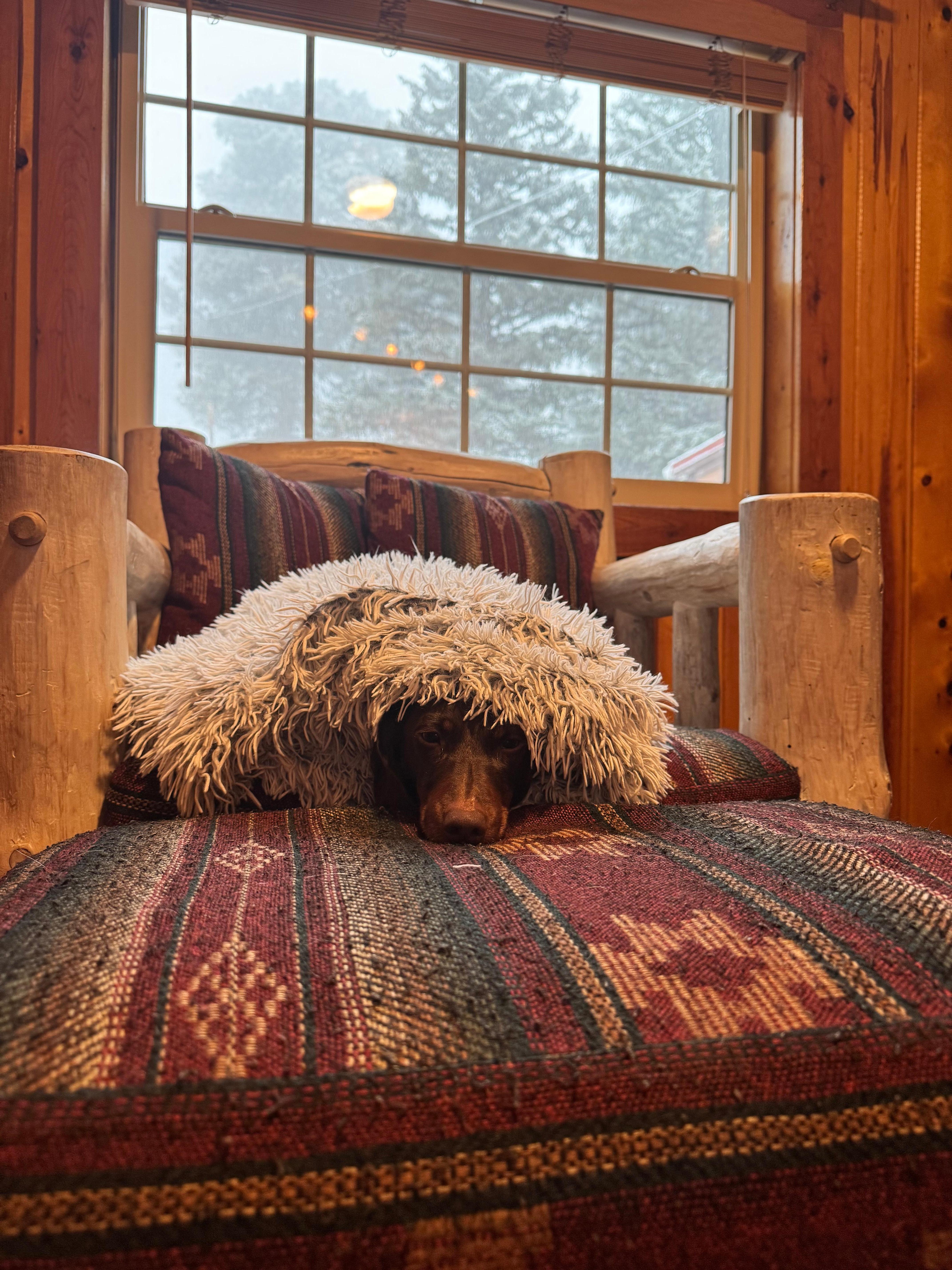 My dachshund found his favorite chair and stayed quite warm!